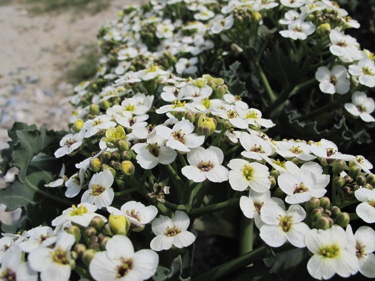Crambe maritima